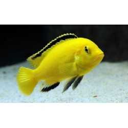 Labidochromis Caerulous Cichlide