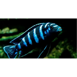 PSEUDOTROPHEUS DEMASONI CICLIDE