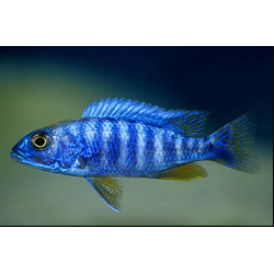 Sciaenchromis Fryeri - Electric Blue Cichlide
