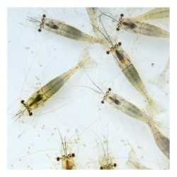 River Shrimps 250 ml live food live food - Aquaflora 2