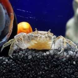Potamocypode de crabe doux Pugil 2