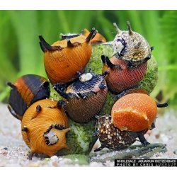 snow clithon snail