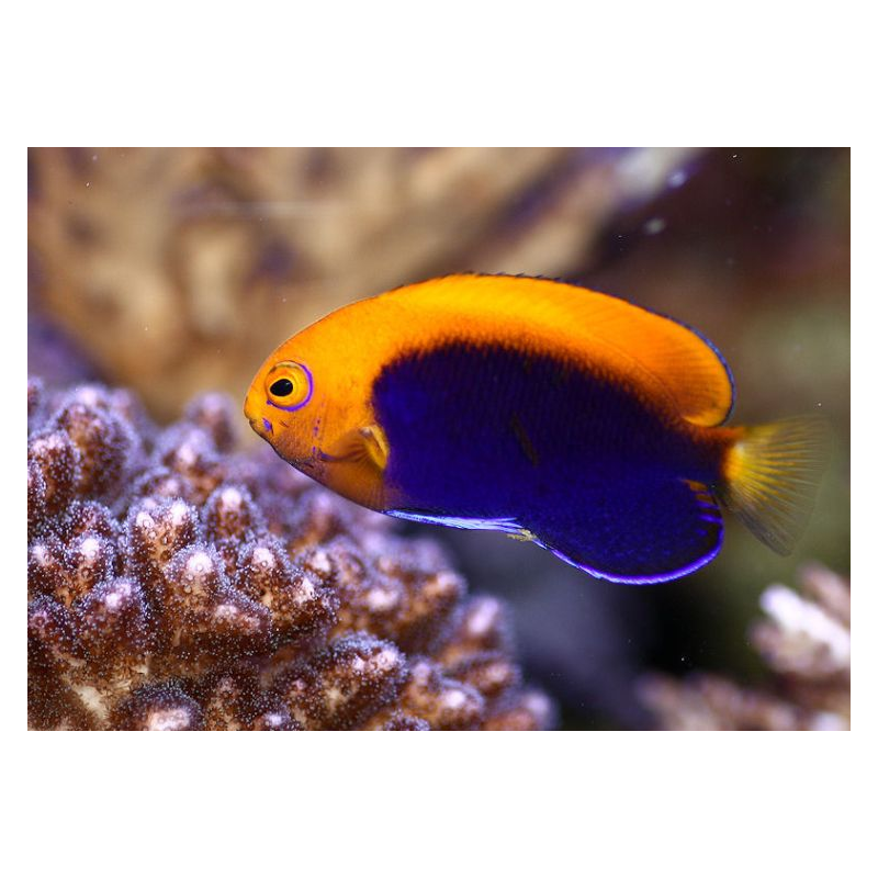 Centropyge acanthops