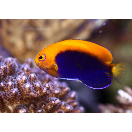 Centropyge acanthops