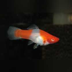 Portaspada Koi Xiphophorus hellerii 2
