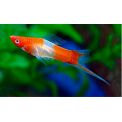 Portaspada Koi Xiphophorus hellerii