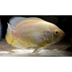 Albino Oscar Astronotus ocellatus cichlids