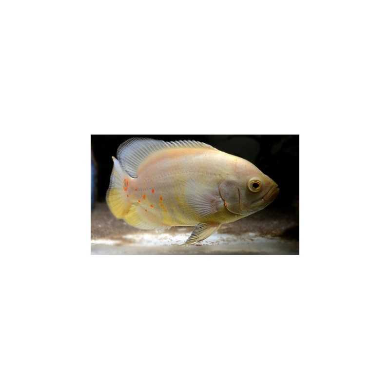 Albino Oscar Astronotus ocellatus cichlids