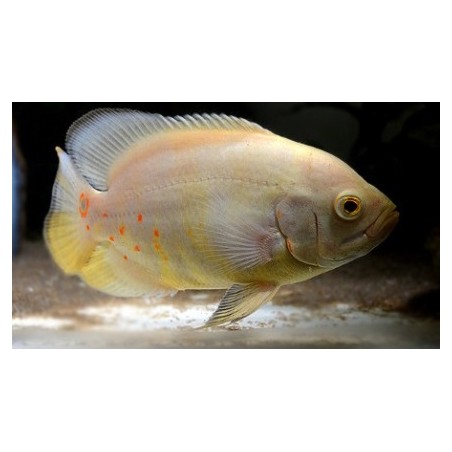 Albino Oscar Astronotus Ocellatus ciclidi