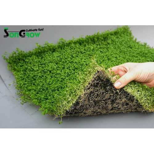 Green Carpet Micranthenum monte carlo prato...