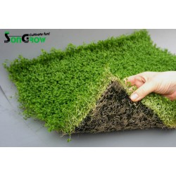 Green Carpet Micranthenum Monte Carlo Prato Instant Ready