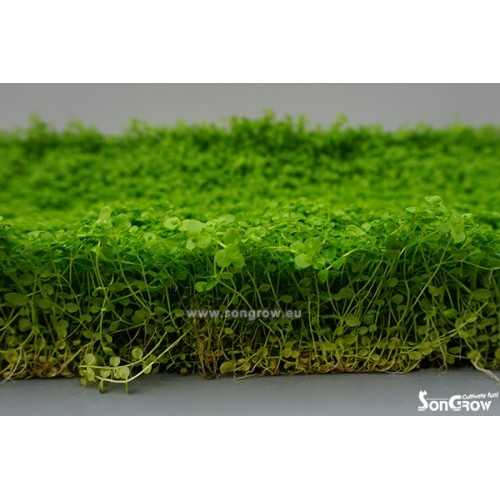 Green Carpet Micranthenum monte carlo prato...