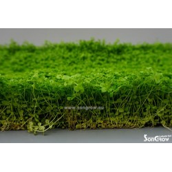 Green Carpet Micranthenum monte carlo prato istantaneo pronto