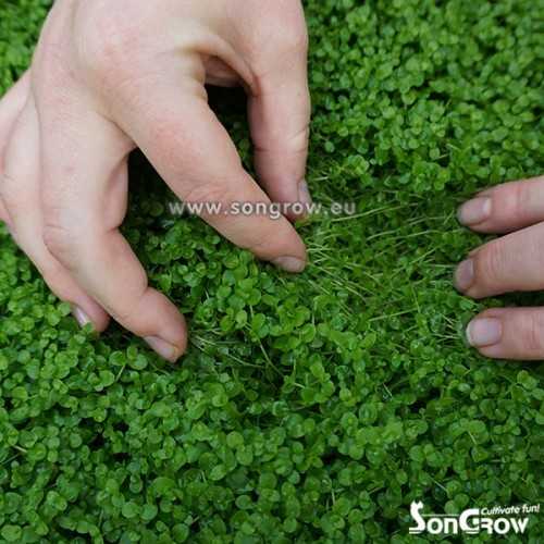 Green Carpet Micranthenum monte carlo prato...