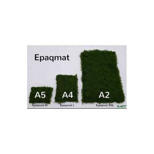 Green Carpet Micranthenum Monte Carlo Prato...