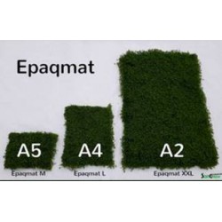 Green Carpet Micranthenum Monte Carlo Prato Instant Ready