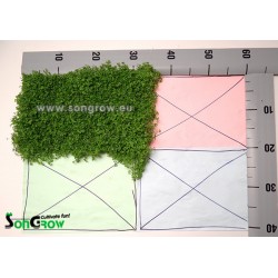 Green Carpet Micranthenum monte carlo prato istantaneo pronto