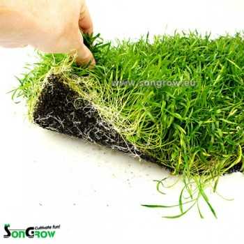 Green Carpet Lilaeopsis Novae-Zelandee (Sin: L.... 2