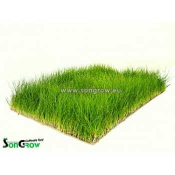 Tapis vert Eleocaris Parvula (précédemment: E. Aculics)...