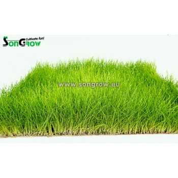 Tapis vert Eleocaris Parvula (précédemment: E. Aculics)... 2