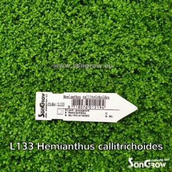 Tapis vert Hemianthus Callitrichoides Epaqmat Prato... 2