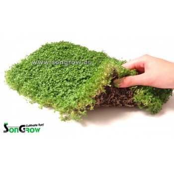 Tapis vert Hemianthus Callitrichoides Epaqmat Prato...