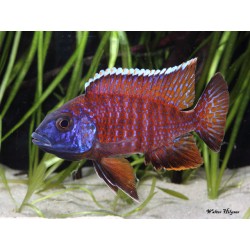 AULONOCARA SP. RUBIN RED ciclidi