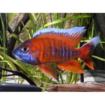 Aulonocara sp. Eureka cichlids