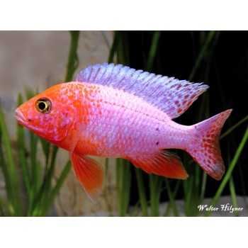 AULONOCARA SP. FIREFISH ciclidi