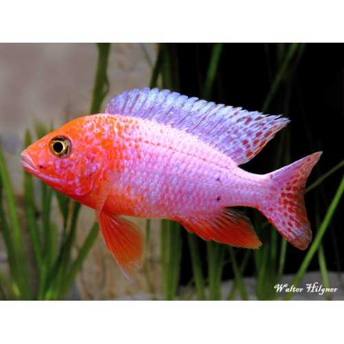 Aulonocara sp. Cichlidées de poisson d'agenda