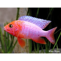AULONOCARA SP. FIREFISH ciclidi