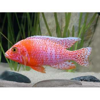 Aulonocara sp. Firefish cichlids 2