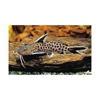 SYNODONTIS PETRICOLA Pesce Gatto