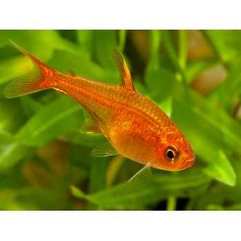 HypHESSOBRYCON AMANDAE